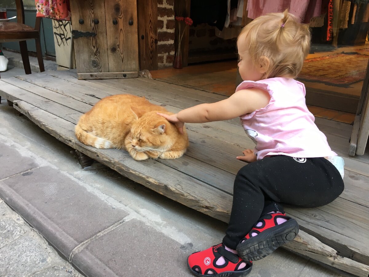 Кошек тут любят примерно также, как детей