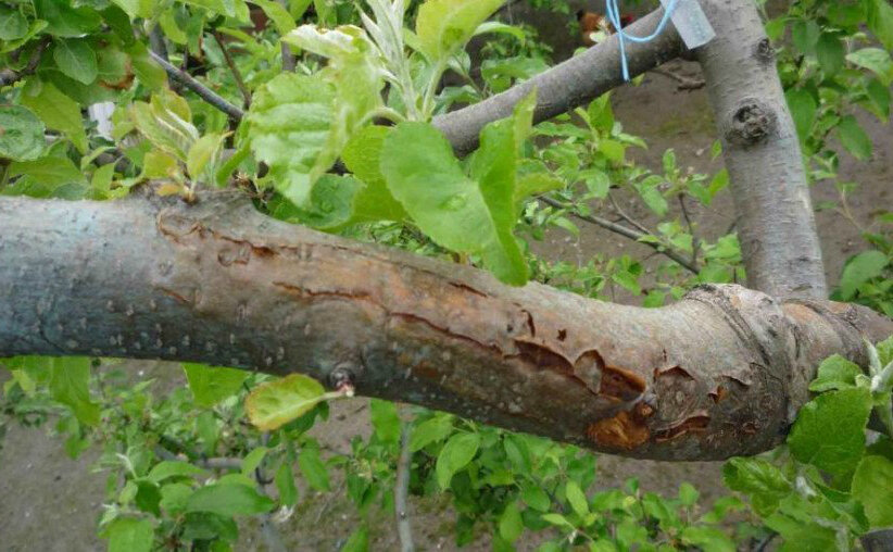 Трещины на коре от перепадов температур