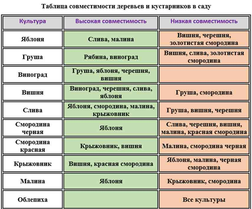 Какие отношения складываются между сосной и шиповником. Соседство плодовых деревьев и кустарников. Совместимость плодово ягодных деревьев и кустарников. Совместимость посадки плодовых деревьев и кустарников в саду. Совместимость посадки плодовых деревьев в саду таблица.