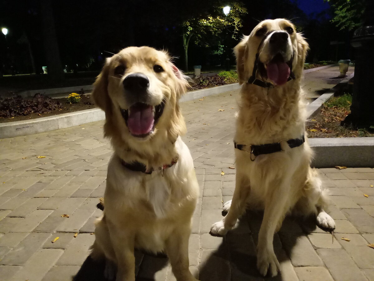 Куба в шлейке, Ляля еще в ошейнике.