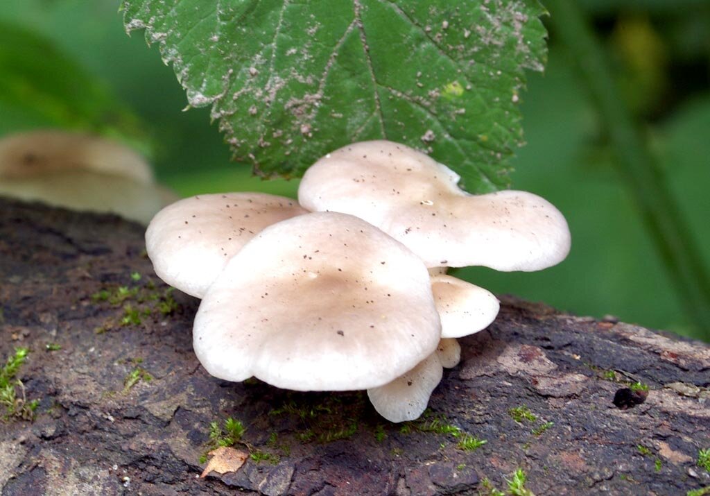 Таких - очень локально - на нашем придорожном ольшаннике целые легионы (фото И.Лебединского)