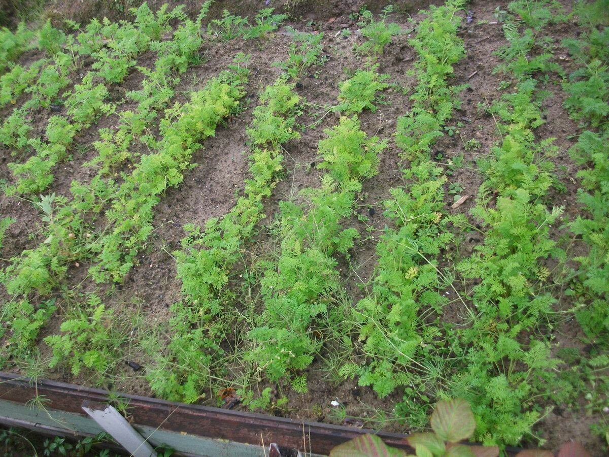 Невыросшая морковь. Фото на 22.09.2019