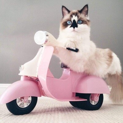 Источник: www.instagram.com/albertbabycat