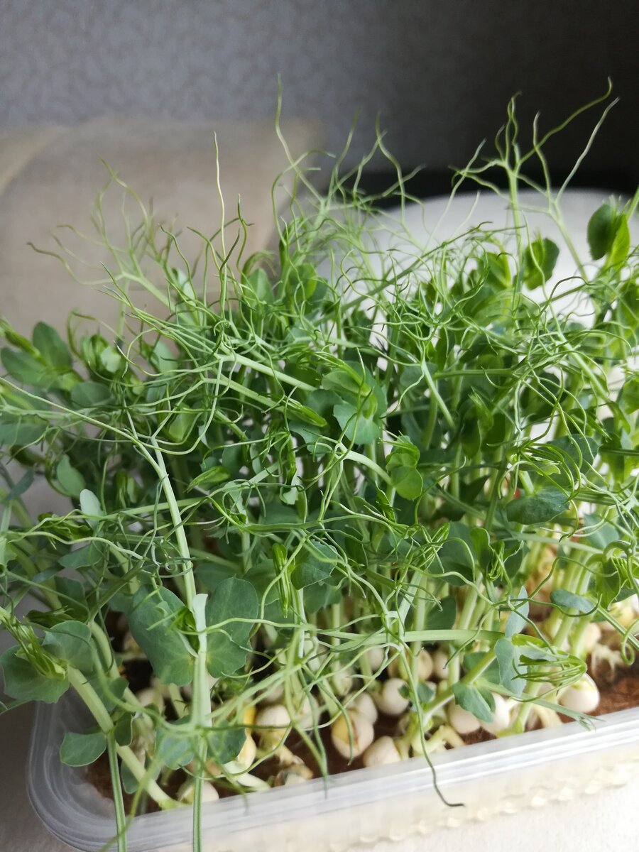 На фото горох "кресс-афилла", один из распространенных видов микрозелени в России.