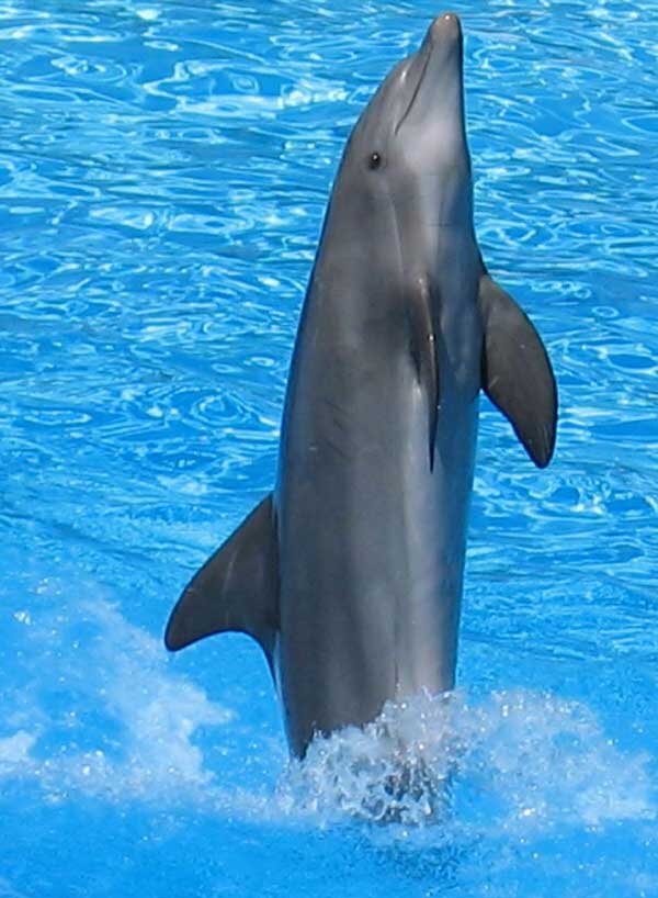 http://www.zoofirma.ru/images/stories/2012/06/02/afalina7.jpg