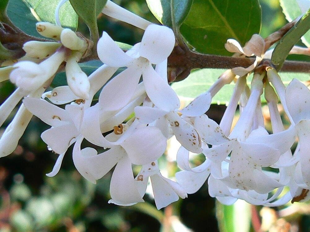 Османтус fragrans