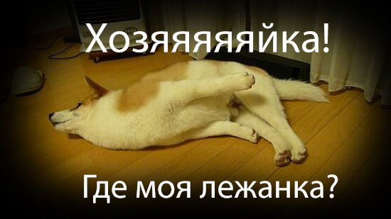 Собаки не спартанцы