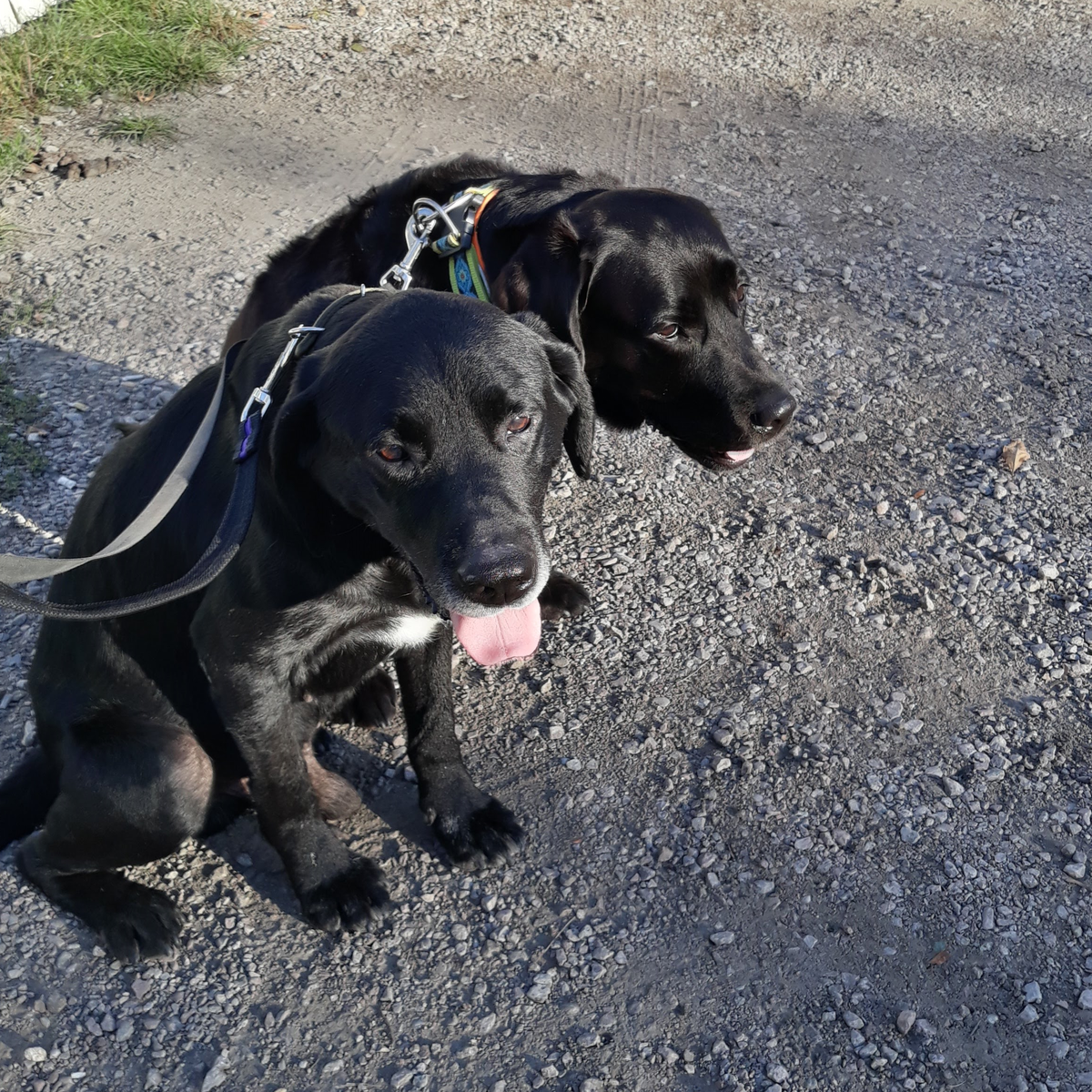 Малыш и Лекси