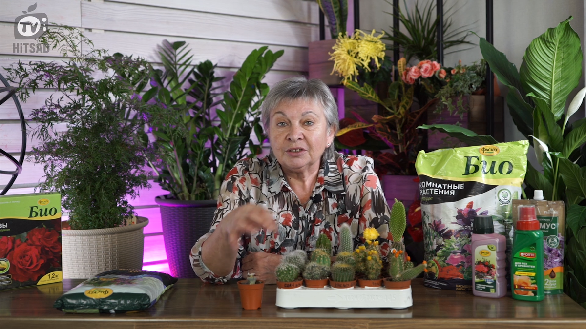 Что сделать чтобы кактус зацвел?