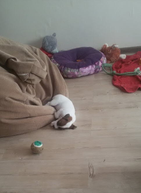 Собаки-это тоже жидкость