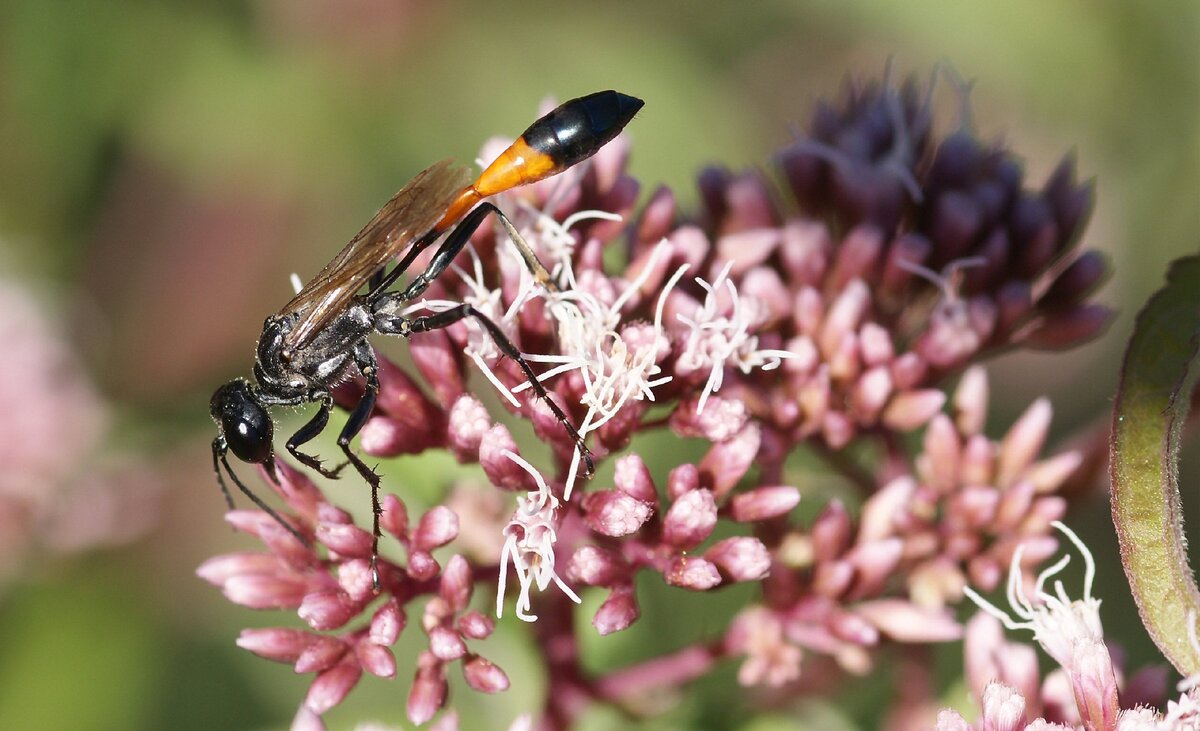 Аммофила песчаная (Ammophila sabulosa) лакомится нектаром (Фото: Chiswick Chap)