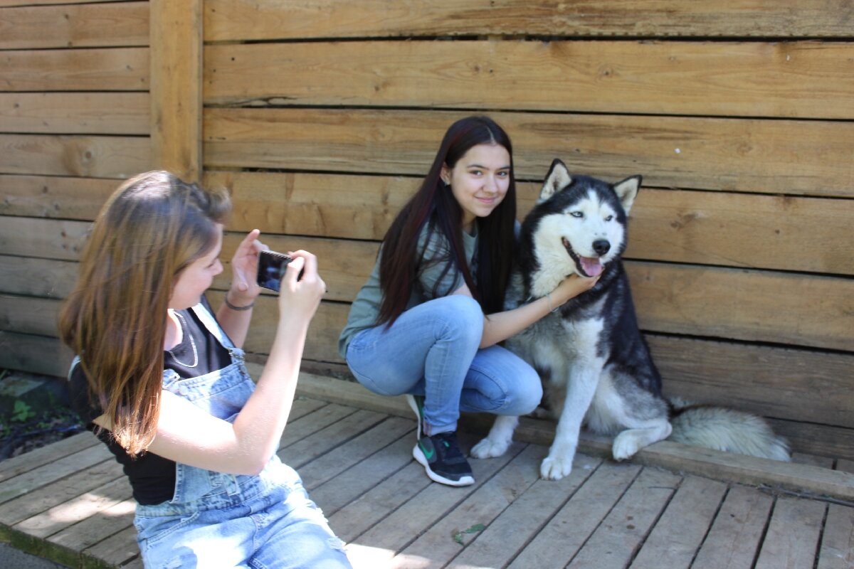 Питомник ездовых собак «Северный»