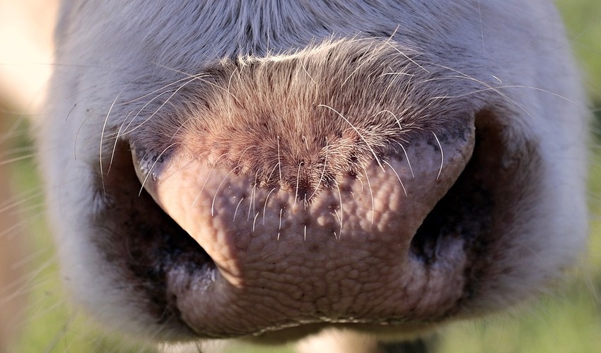 Фото с сайта pixabay.com