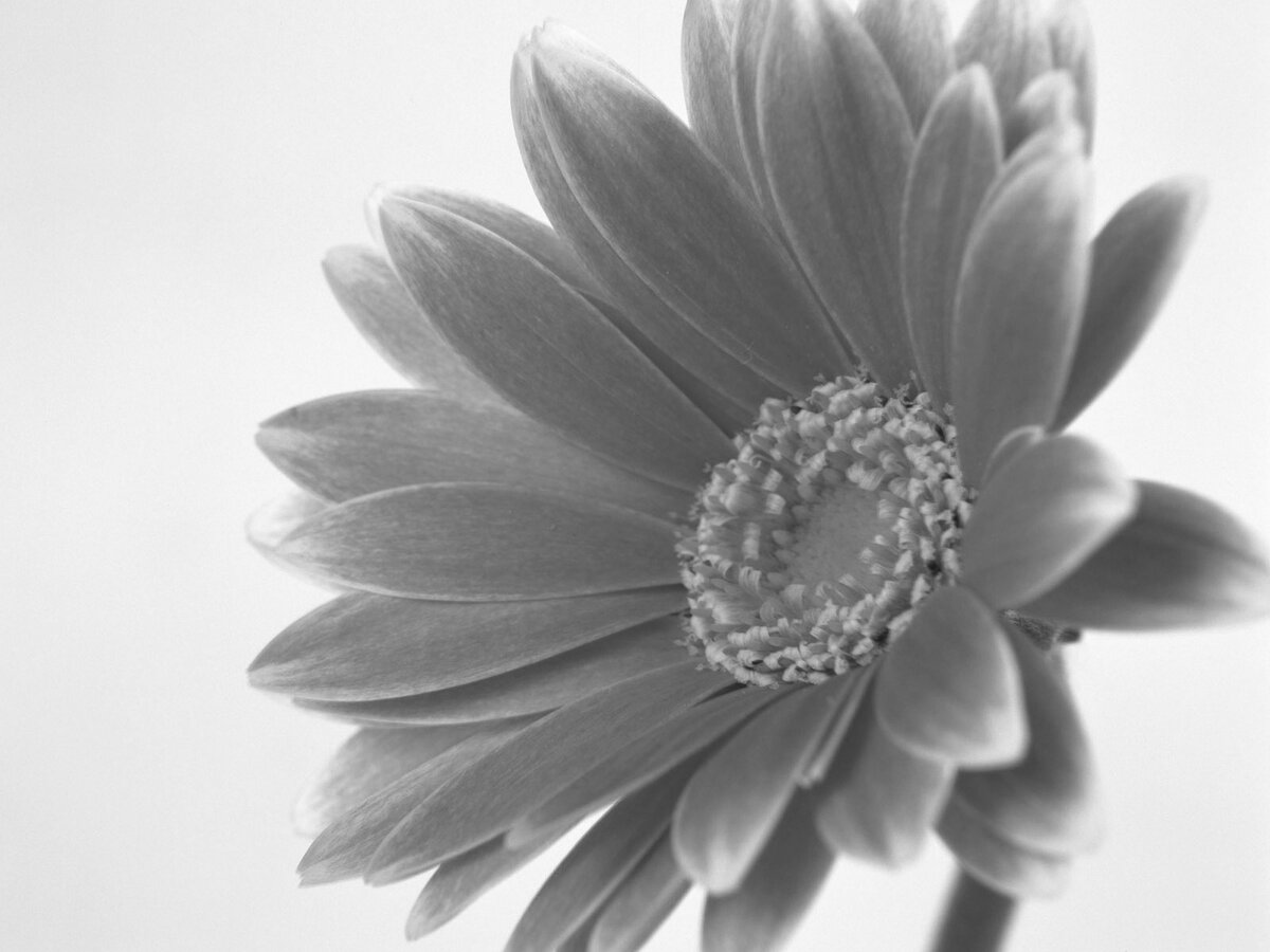 черно-белые картинки