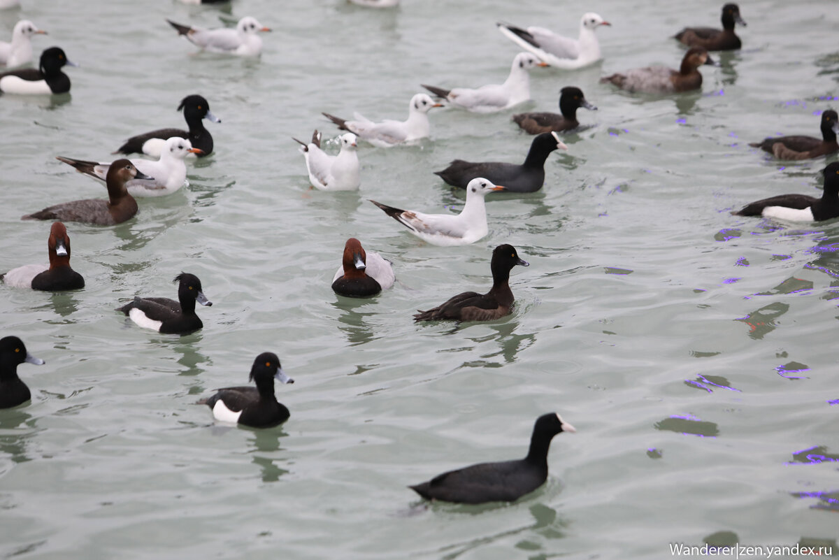 Уточки сочинского морт порта. Утка на черном море. Утки южной америки. Уточки сочинского морт порта. Птицы красной поляны сочи.