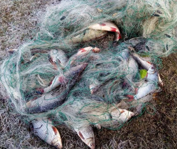 Фото взято из Яедекс картинок