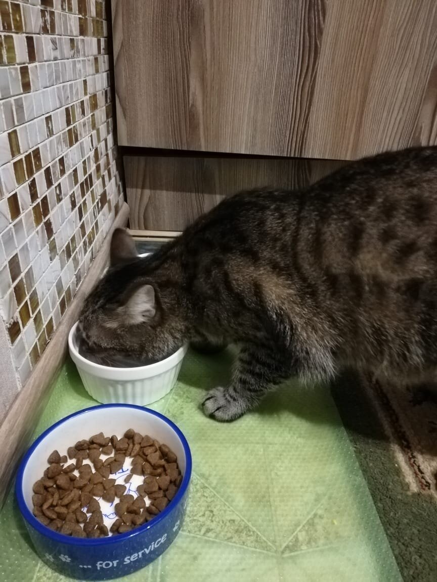 Недавно пристроенный мной котик Степашка. Фото из дома. 