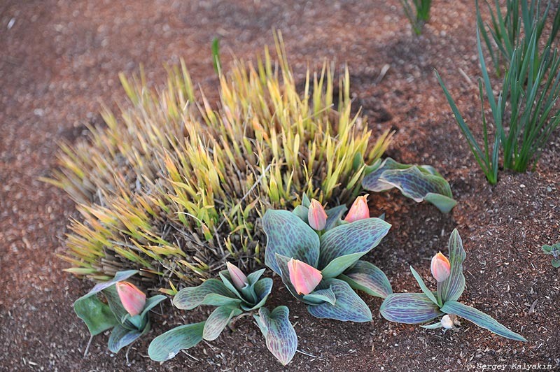 Тюльпан Грейга 'Calypso'