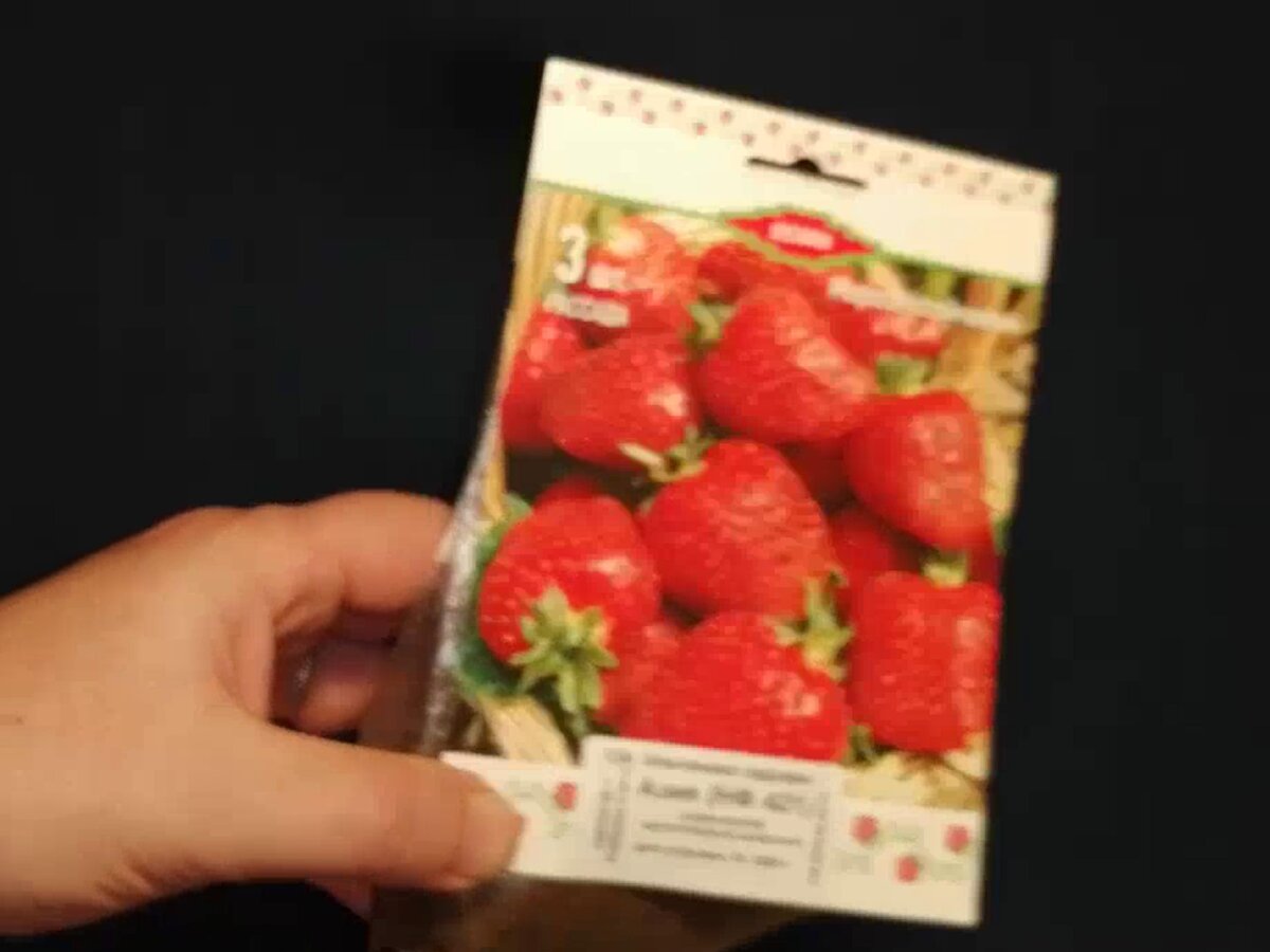 Фото 1. Клубника Азия. Рассада из гипермаркета для дачи на пробу. Обзор.