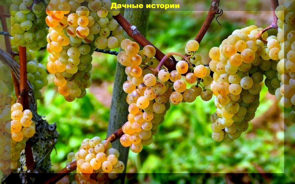 https://vk.com/photo-159774511_457243679