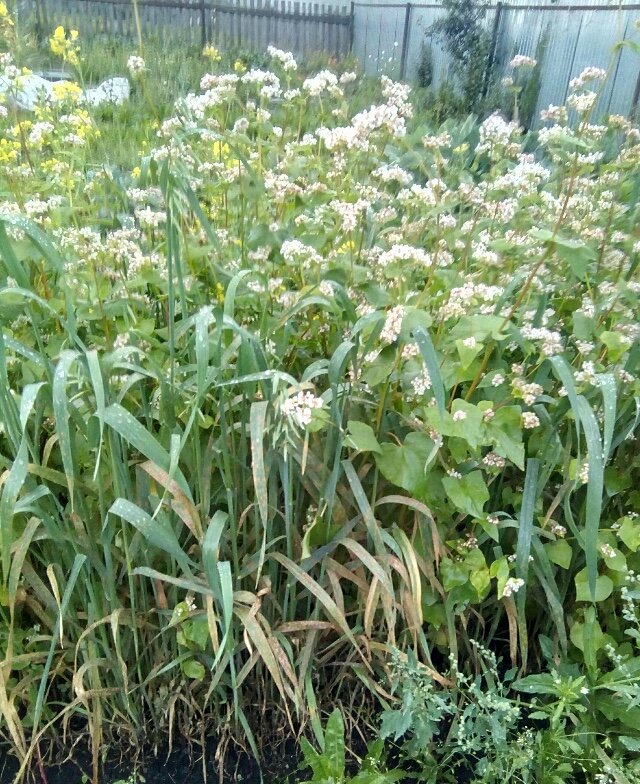 Смесь сидератов: овес, гречиха, горчица