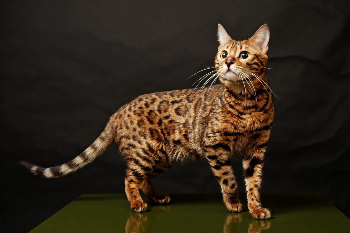 Бенгальская кошка.