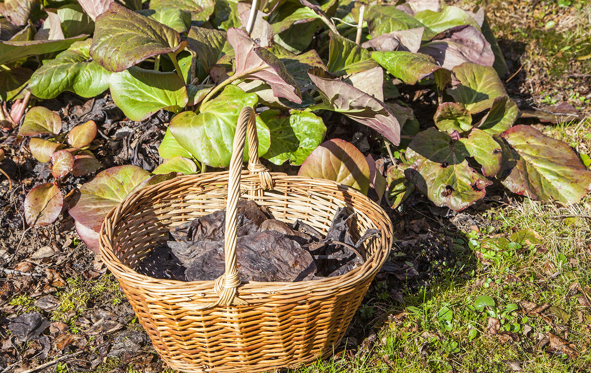 В качестве лекарственного сырья собирают только старые, коричневато-черные листья! В зеленых листьях слишком много дубильных веществ, они не годятся для приготовления "алтайского чая"