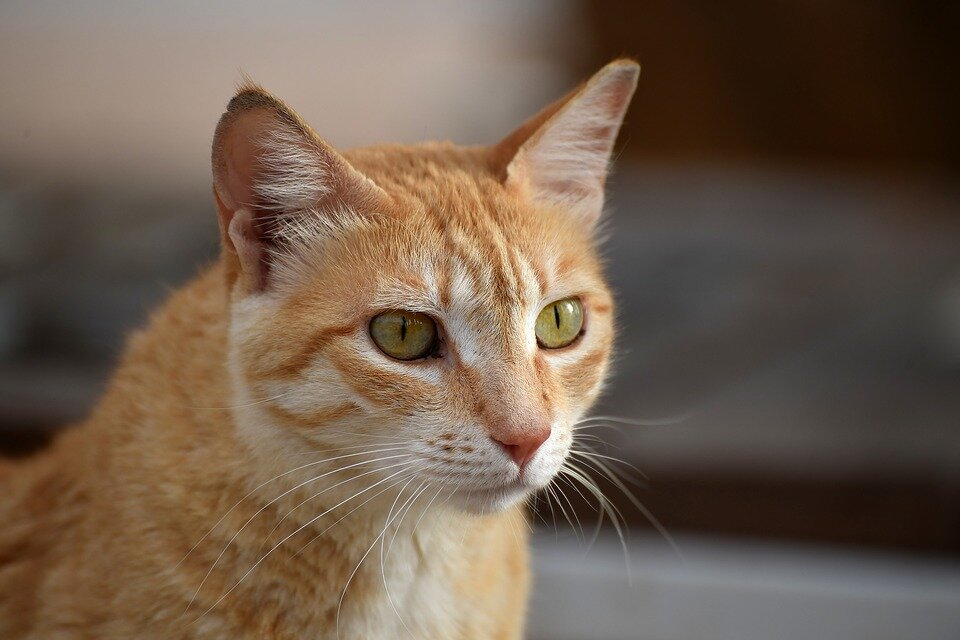 Фото: pixabay.com