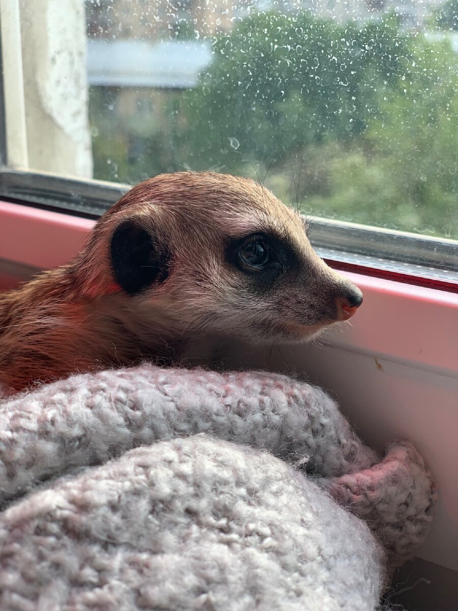 Здесь он ещё малыш 