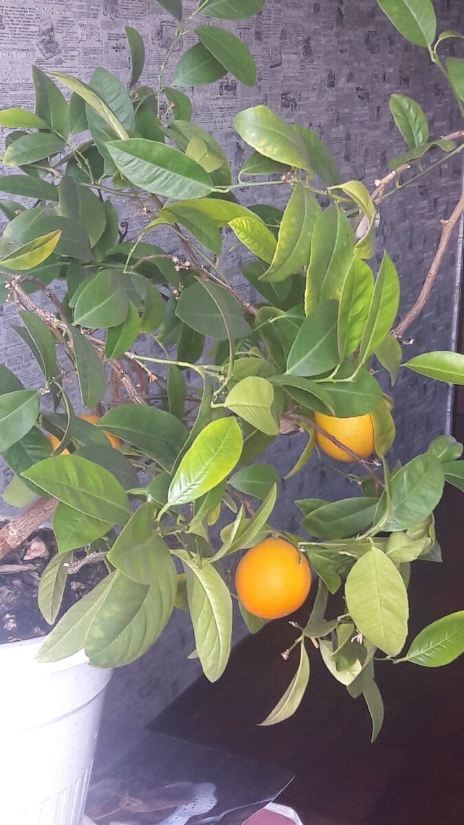 Домашнее мандариновое дерево