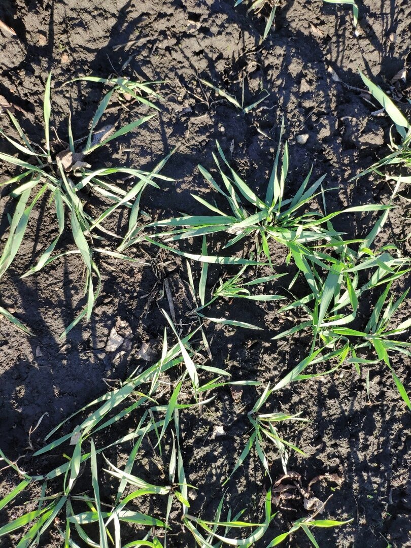 Осока гартмана. Овес биология. Elymus caninus (l. Злаковый сорняк овсюг. Осока узкоплодная.