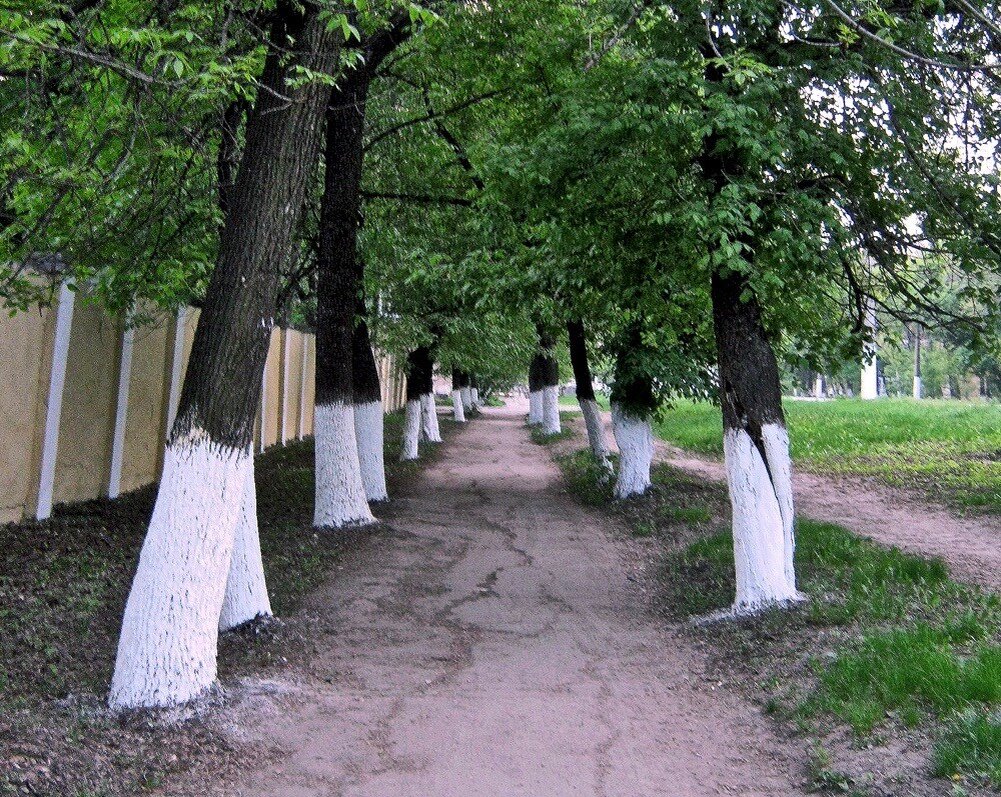 М белят. Побелка деревьев в парке. Побелка деревьев парк. Побелка деревьев в декабре. Побелка деревьев в Европе.