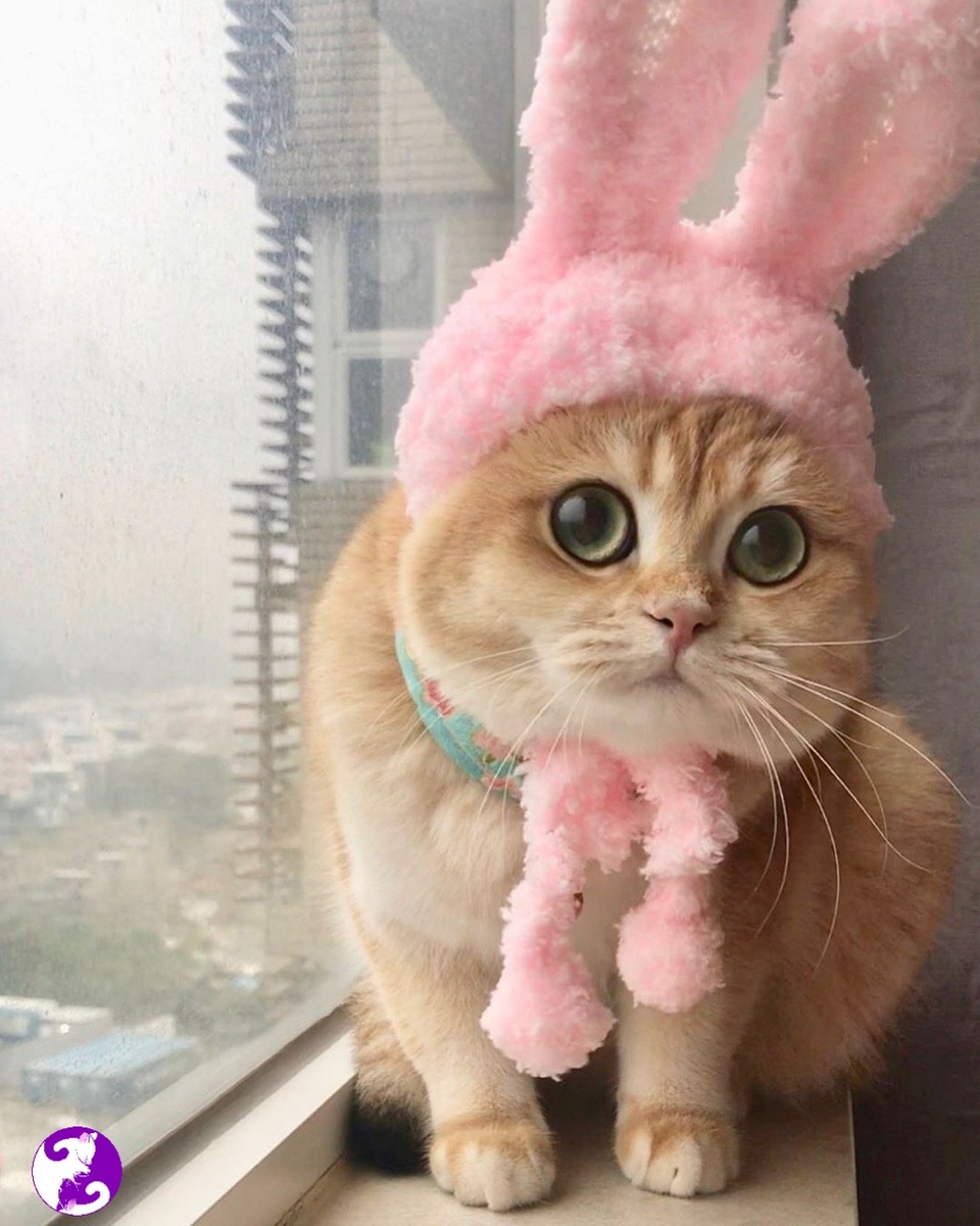 Источник: Yandex