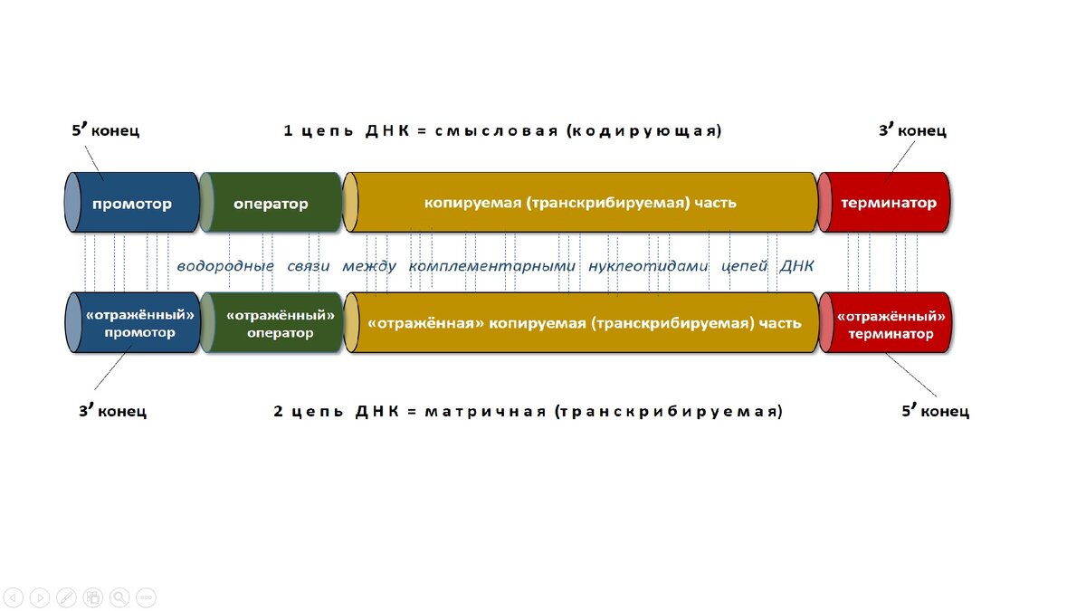 Участок гена 6 букв. Участок гена 6 букв