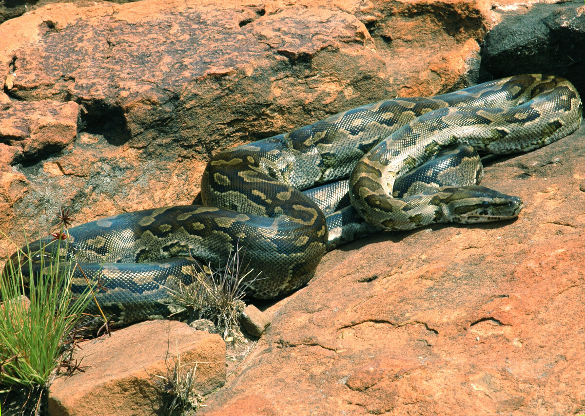 Скальный питон 