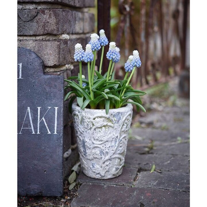 Голубые. Сорт Mountain Lady.