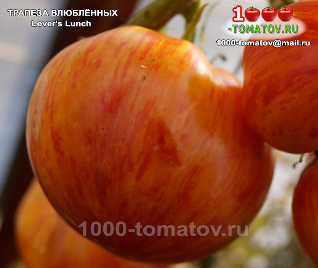 Томат Трапеза влюблённых  Lover's Lunch фото 2