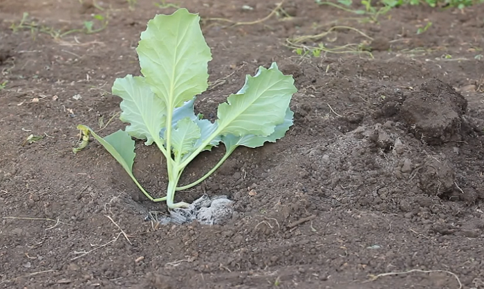 высадка рассады капусты в открытый грунт