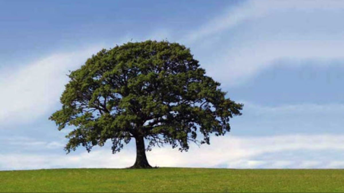 С открытого источника