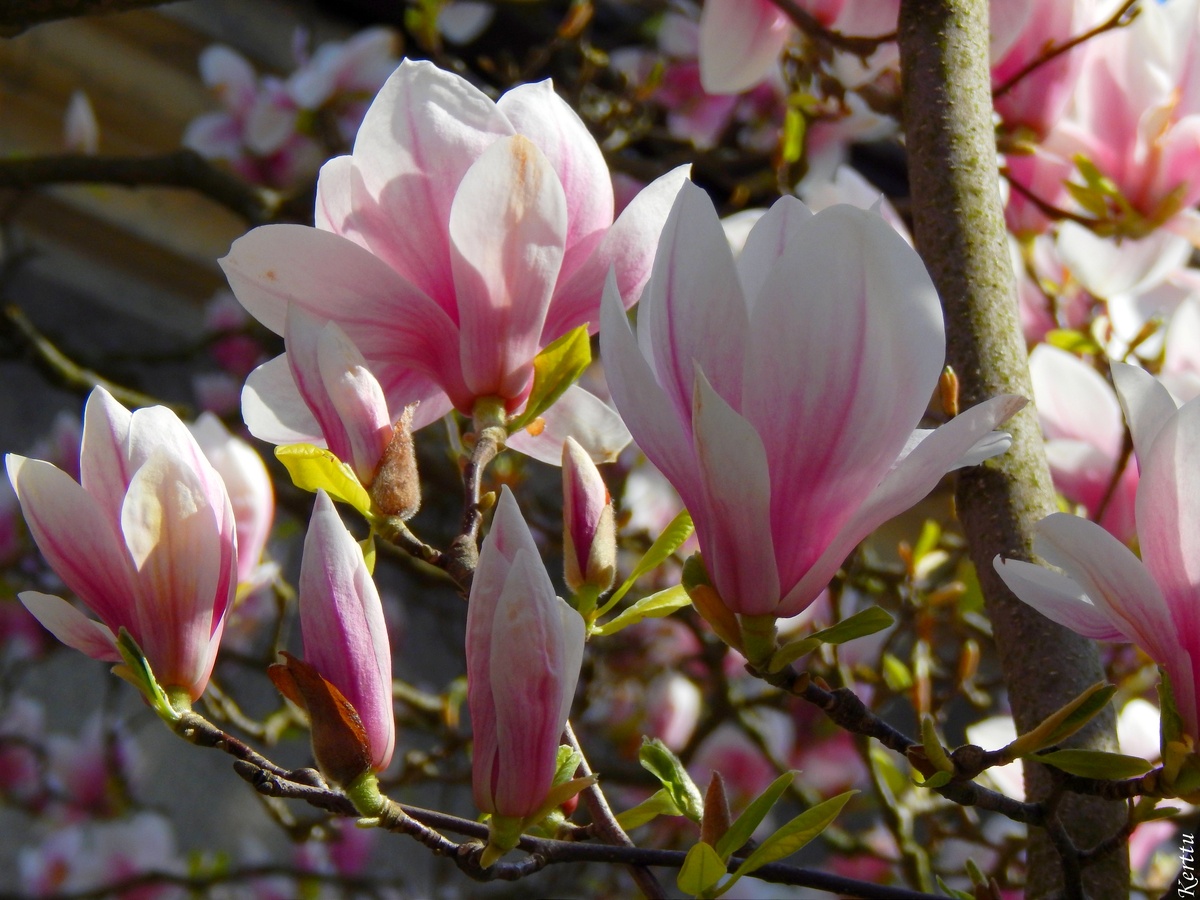 Магнолия Суланжа