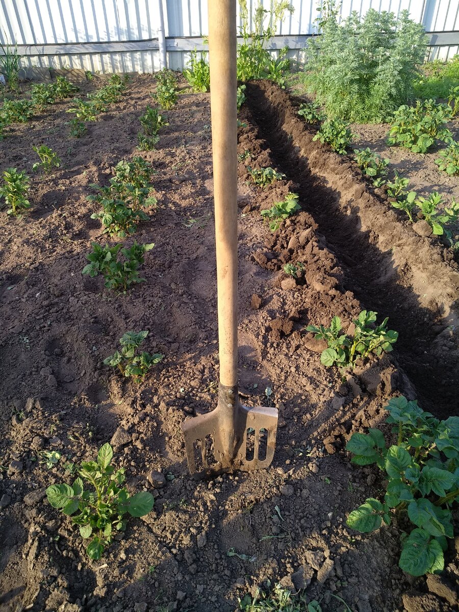 Облегченная лопата для это подходит лучше всего.