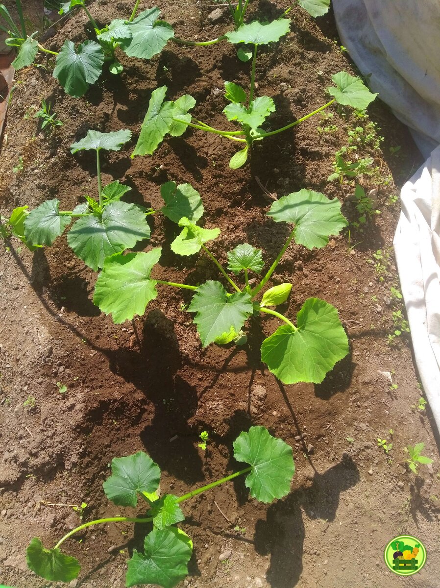 кабачки сажать в открытый грунт. кабачки подмерзли на грядке. рассада кабачков. лунки для кабачков. когда сажать кабачки.