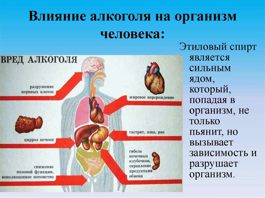 Проект как алкоголь влияет на организм человека