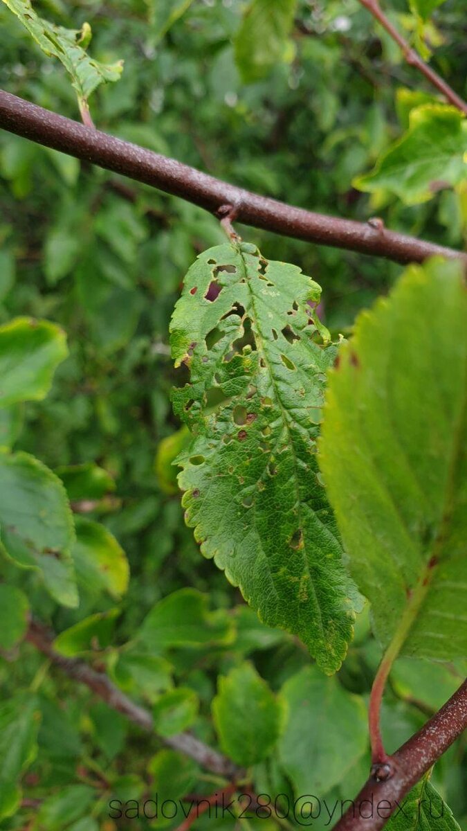 Фото автора Алесад.Дырчатая пятнистость или клястероспориоз