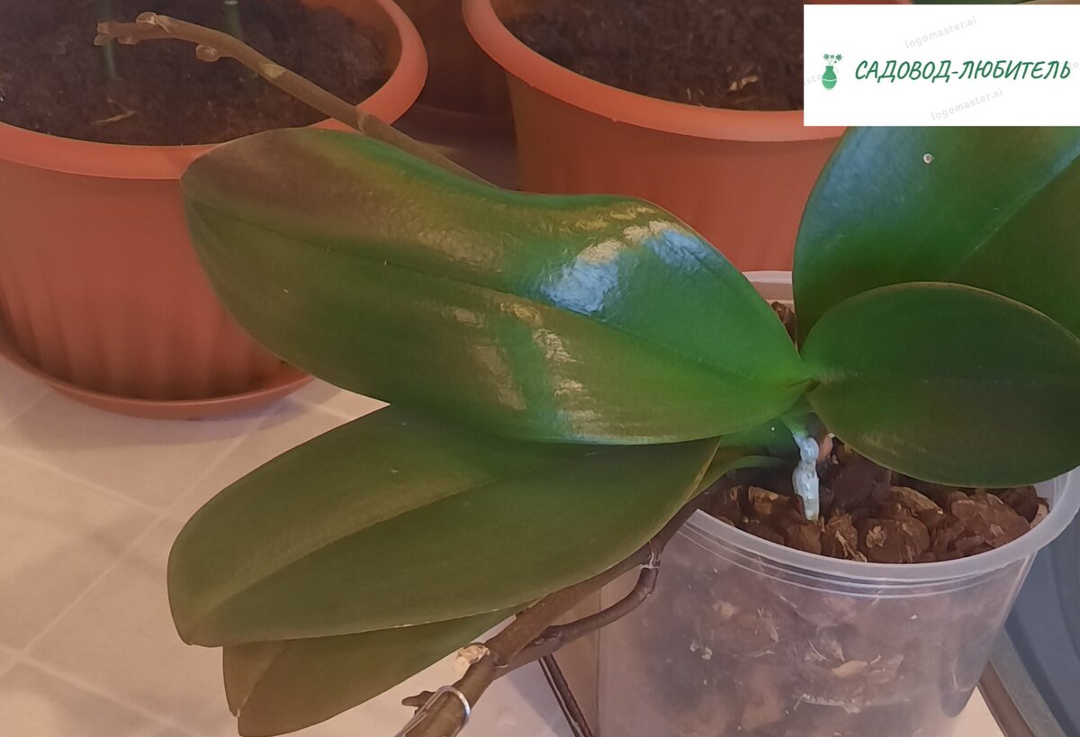 Вот моя одна их орхидей. Как вы заметили, орхидея дала цветонос. И скоро цветение.