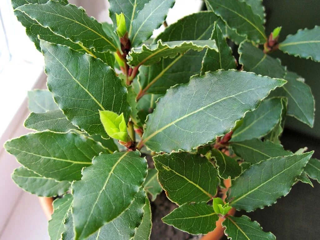 Лавровый лист.