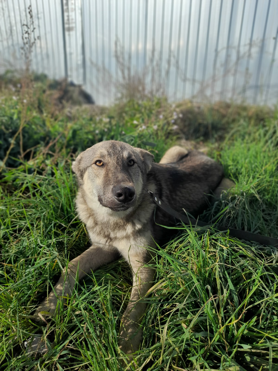 Практически умеет ходить на поводке