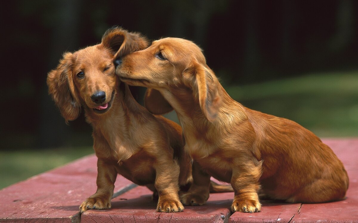 Любовь против телегонии | Из жизни собачника🐶 и конника🐎 | Дзен