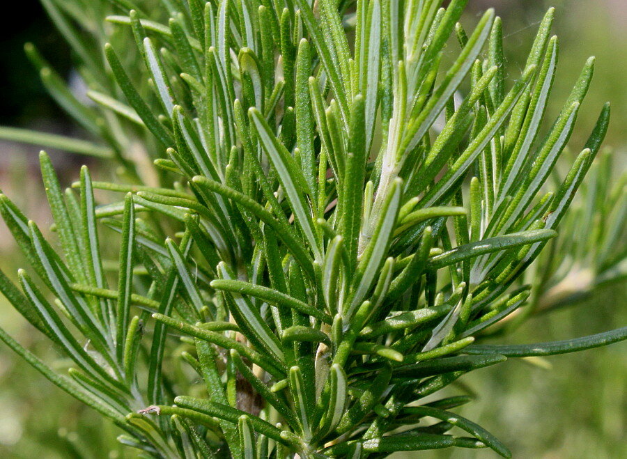 Розмарин лекарственный листья. Rosmarinus officinalis. Листики розмарина. Розмарин цветы. Розмарин лекарственный.