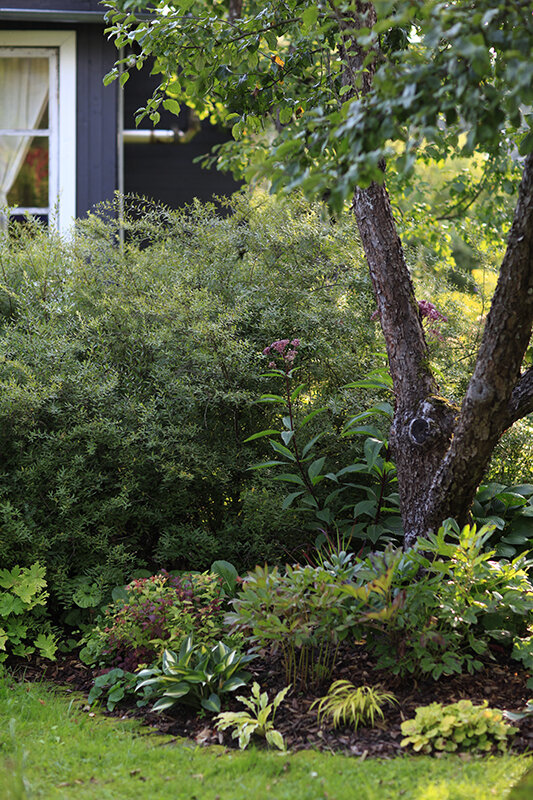 Это новая клумба, поэтому она замульчирована корой. Как только растения сомкнутся, кору я использовать перестану, а буду мульчировать травой.